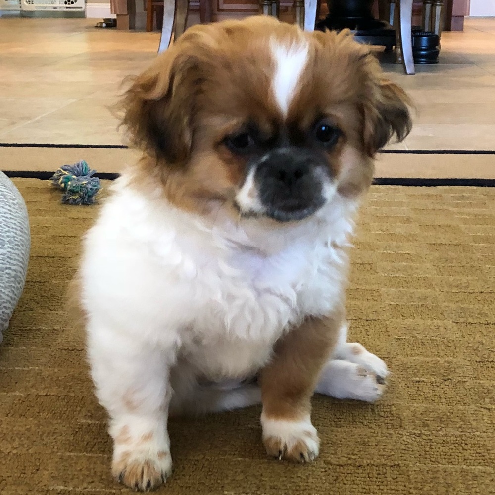 Meet your Posher, Pamela